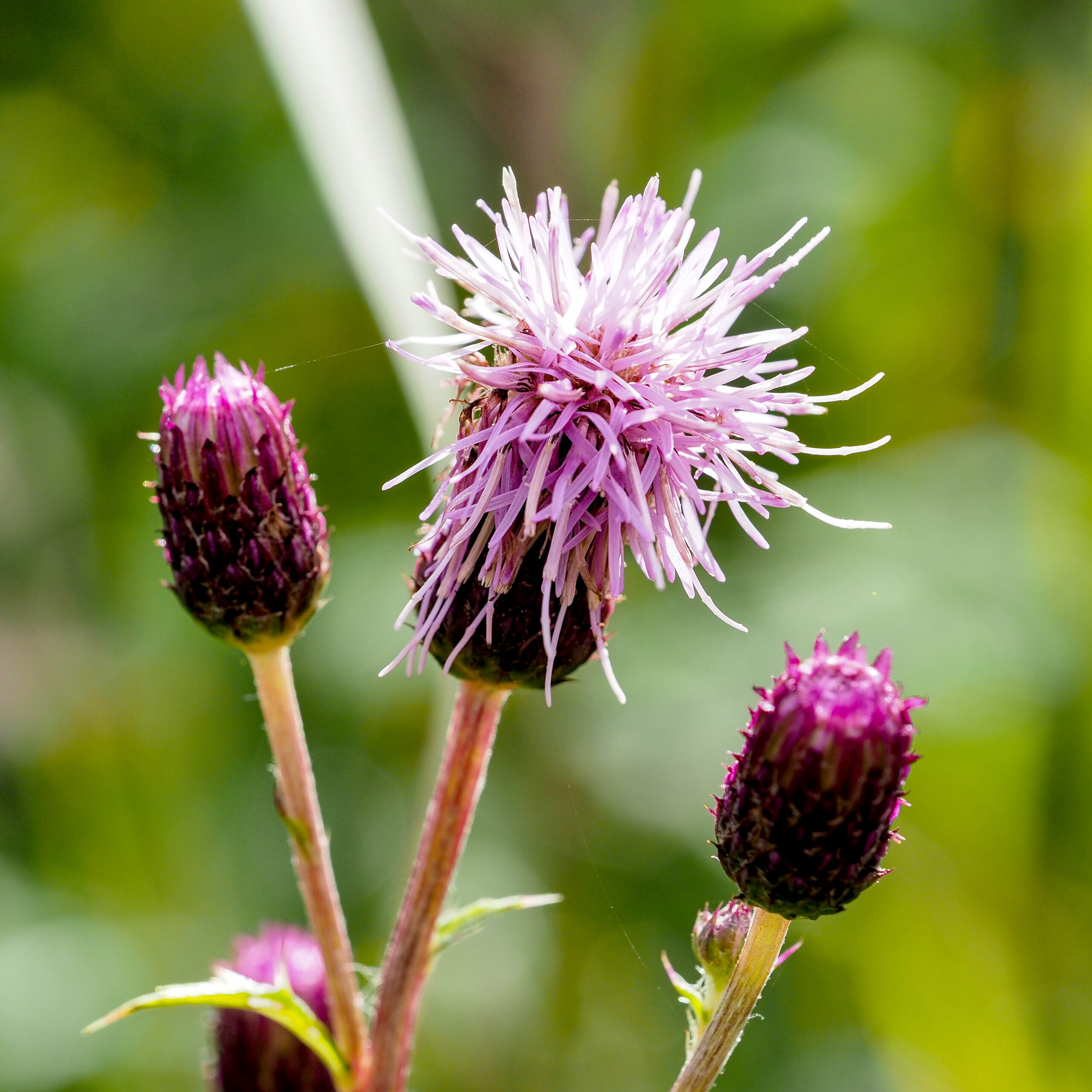 Common Thistle