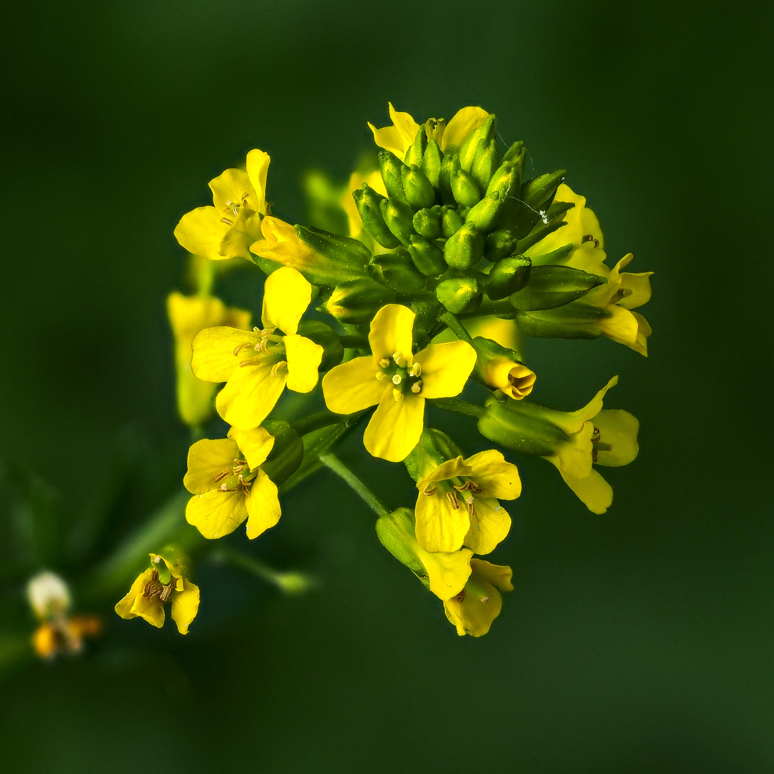 Mustard Flower