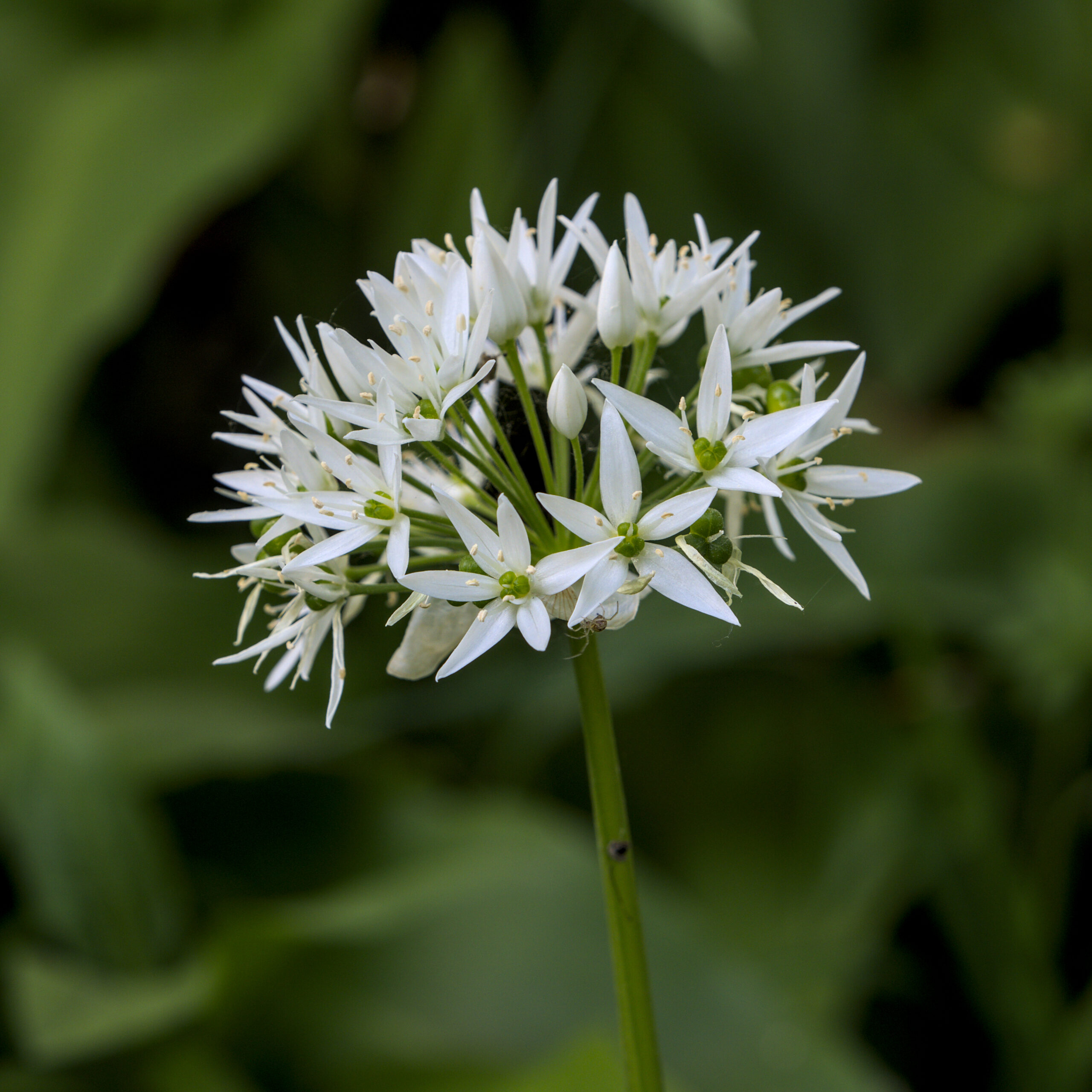 Wild Garlic