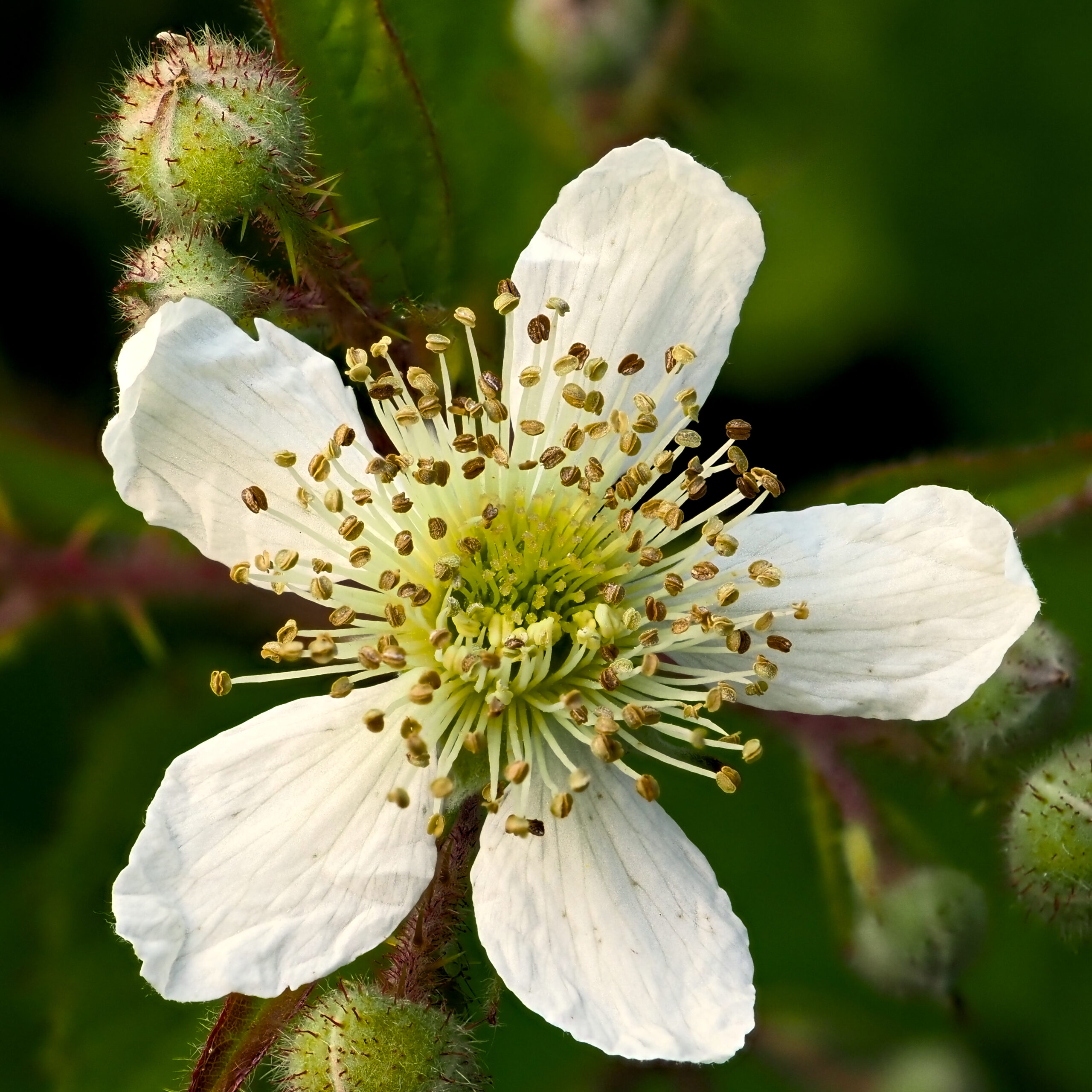 Blackberry