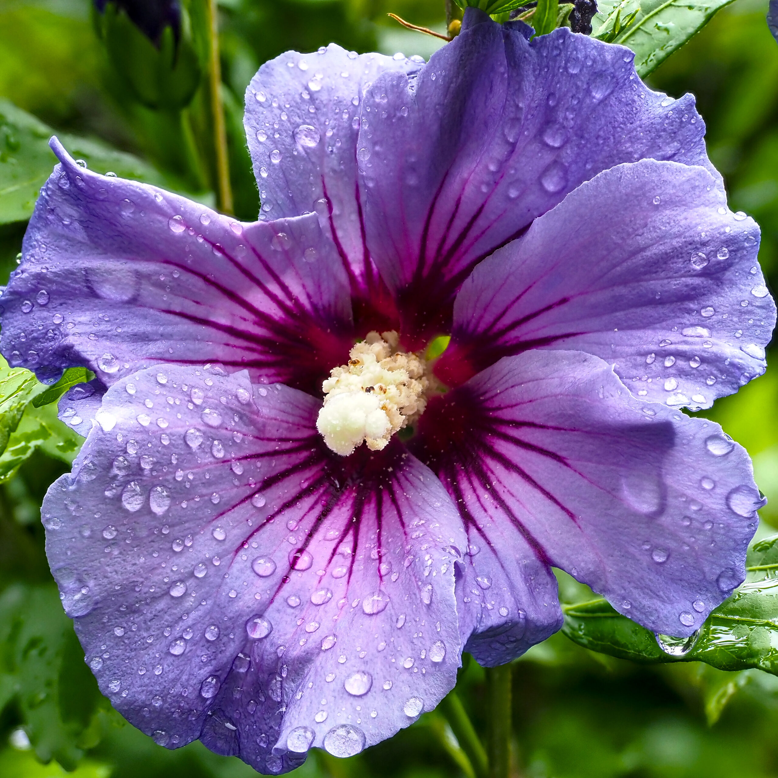 Rose of Sharon