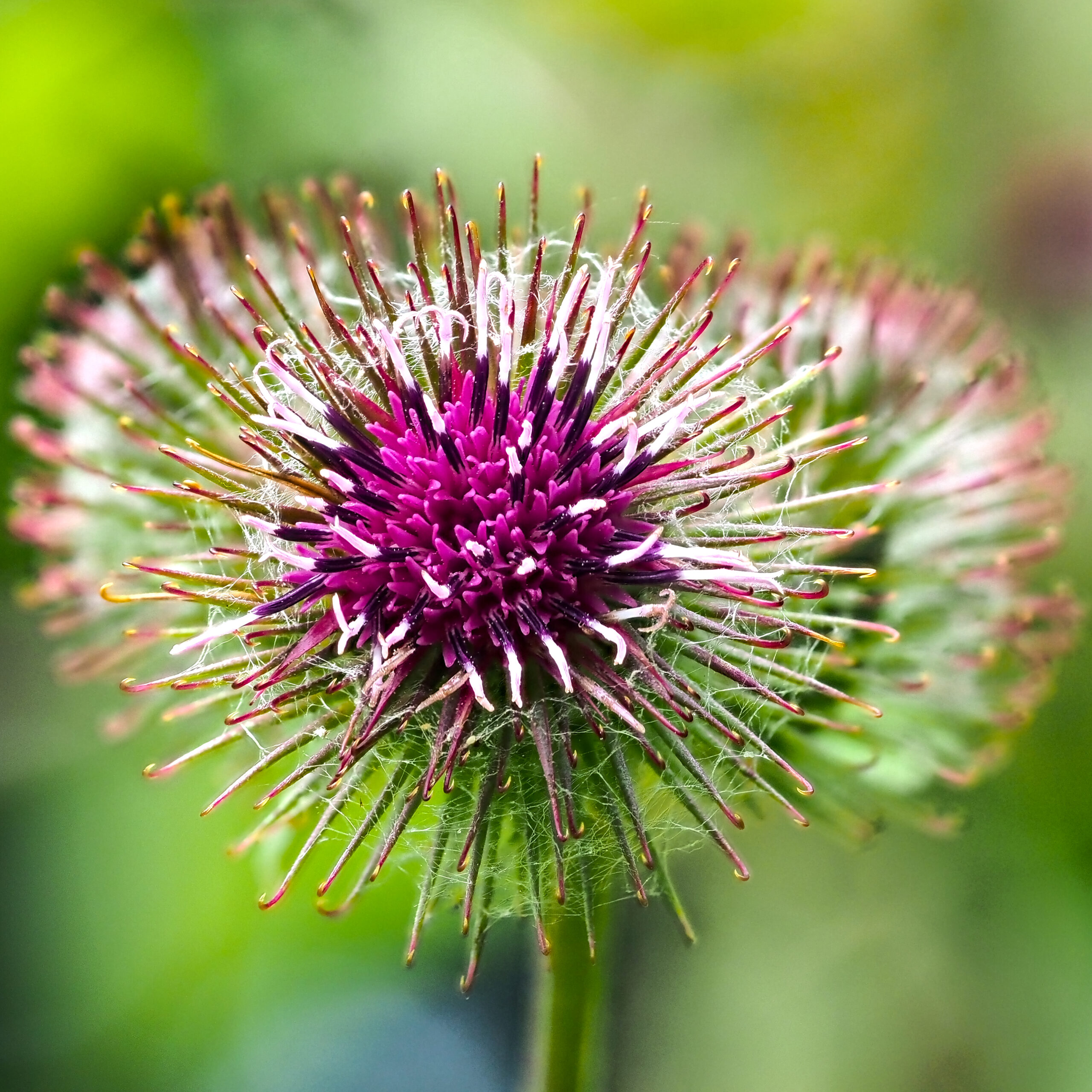 Greater Burdock