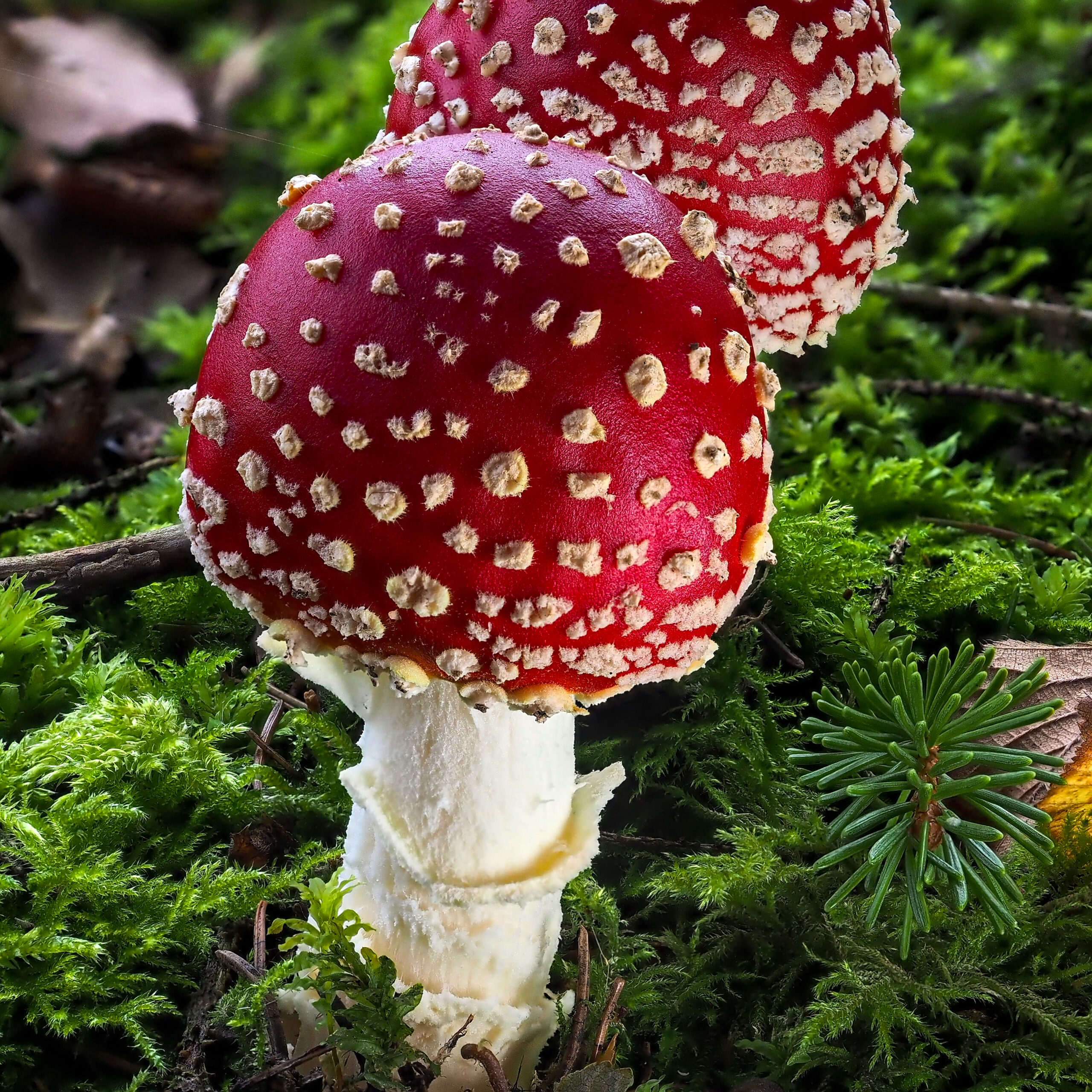 2 Fly Agaric