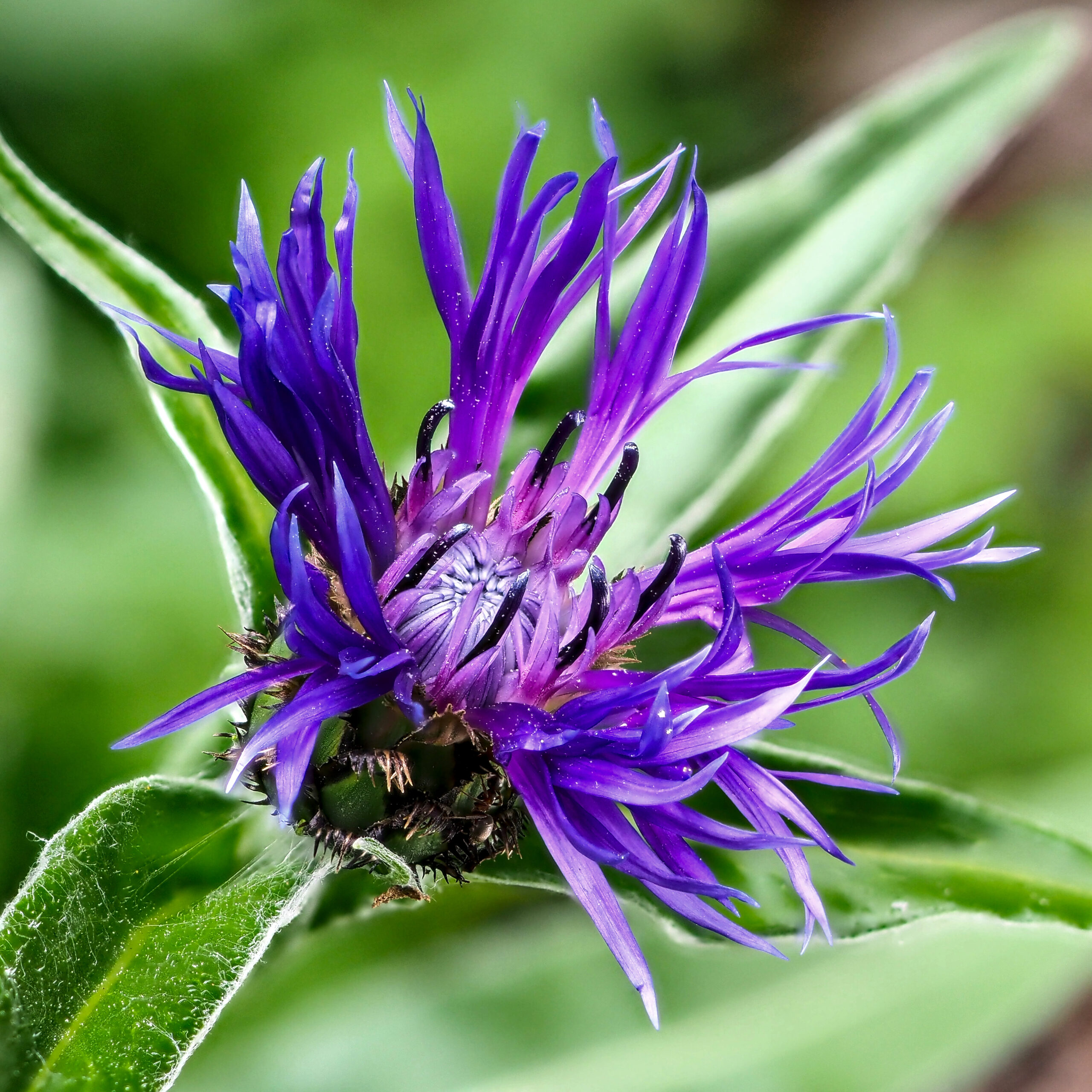 Mountain Cornflower