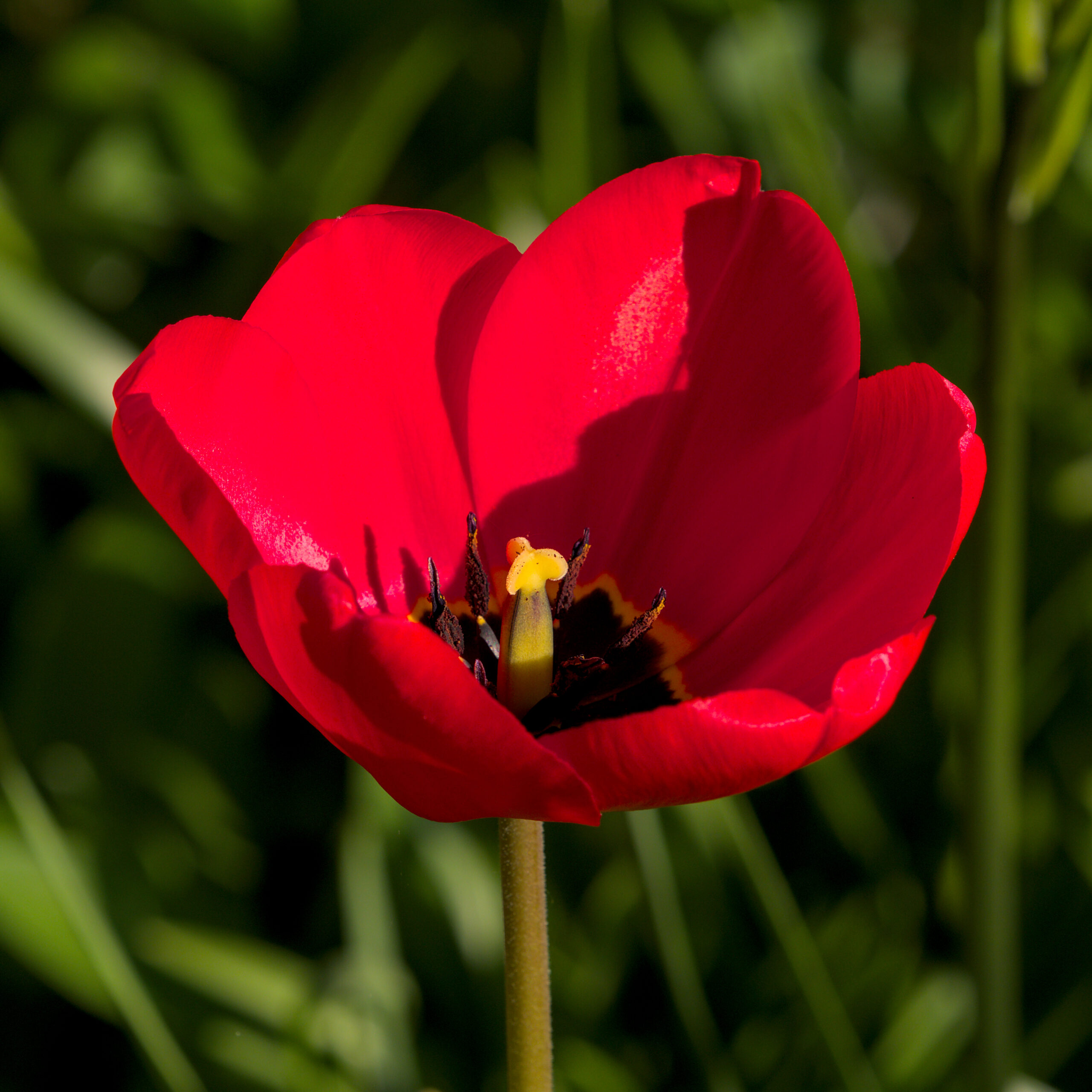 Tulip