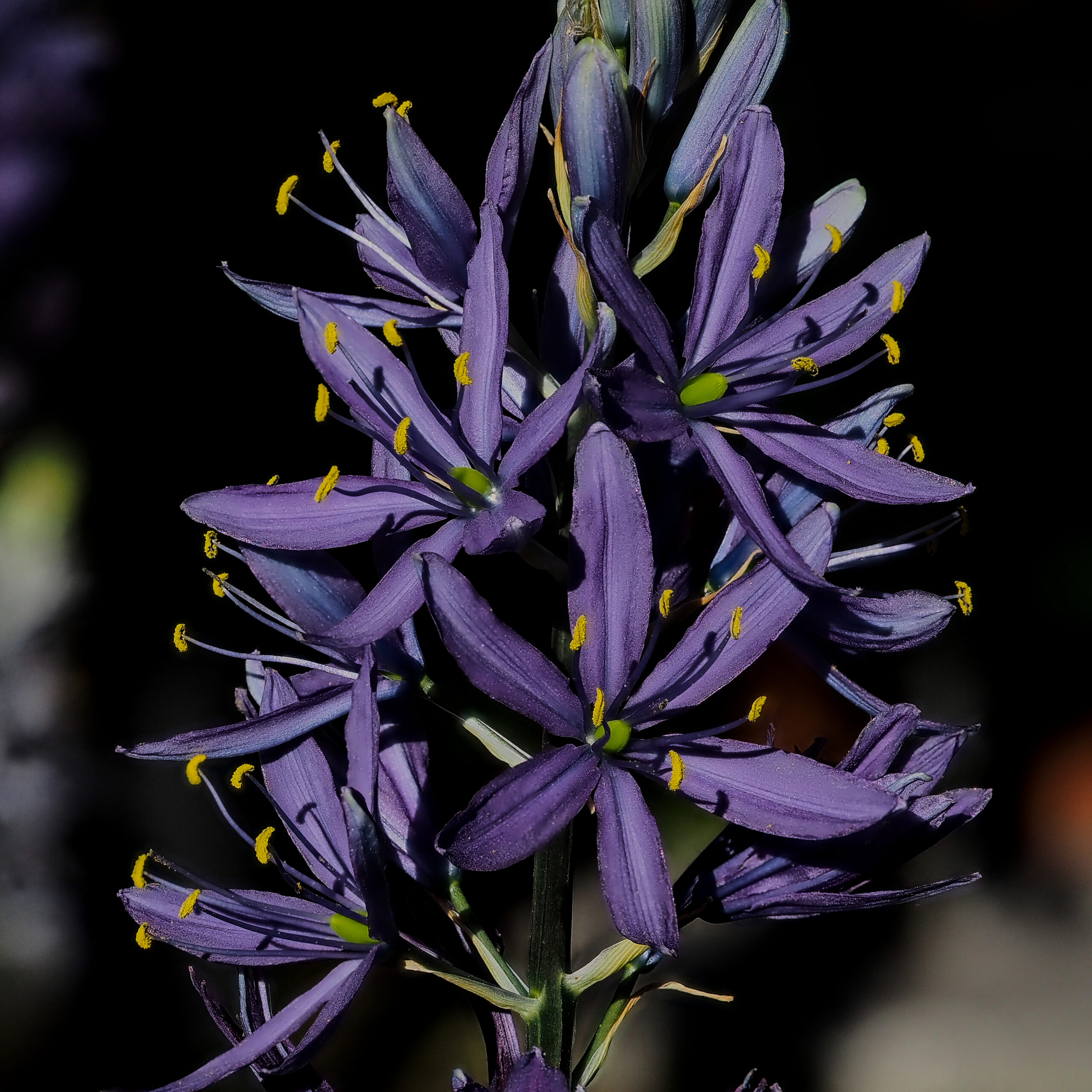 Camas