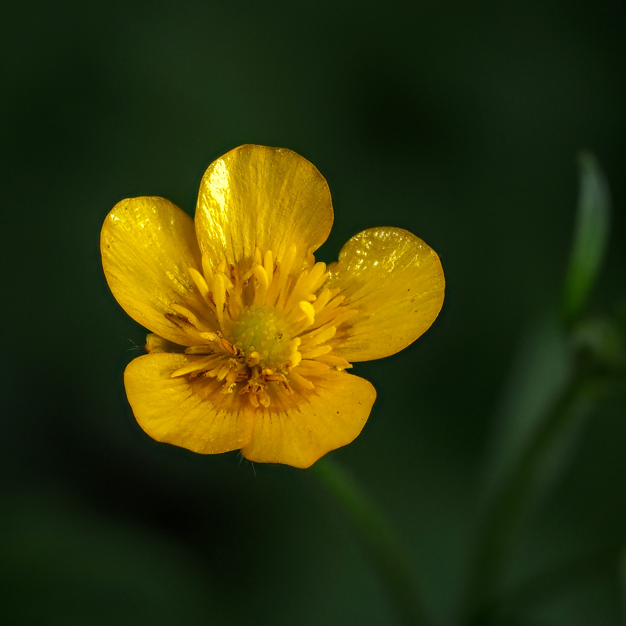 Creeping Buttercup