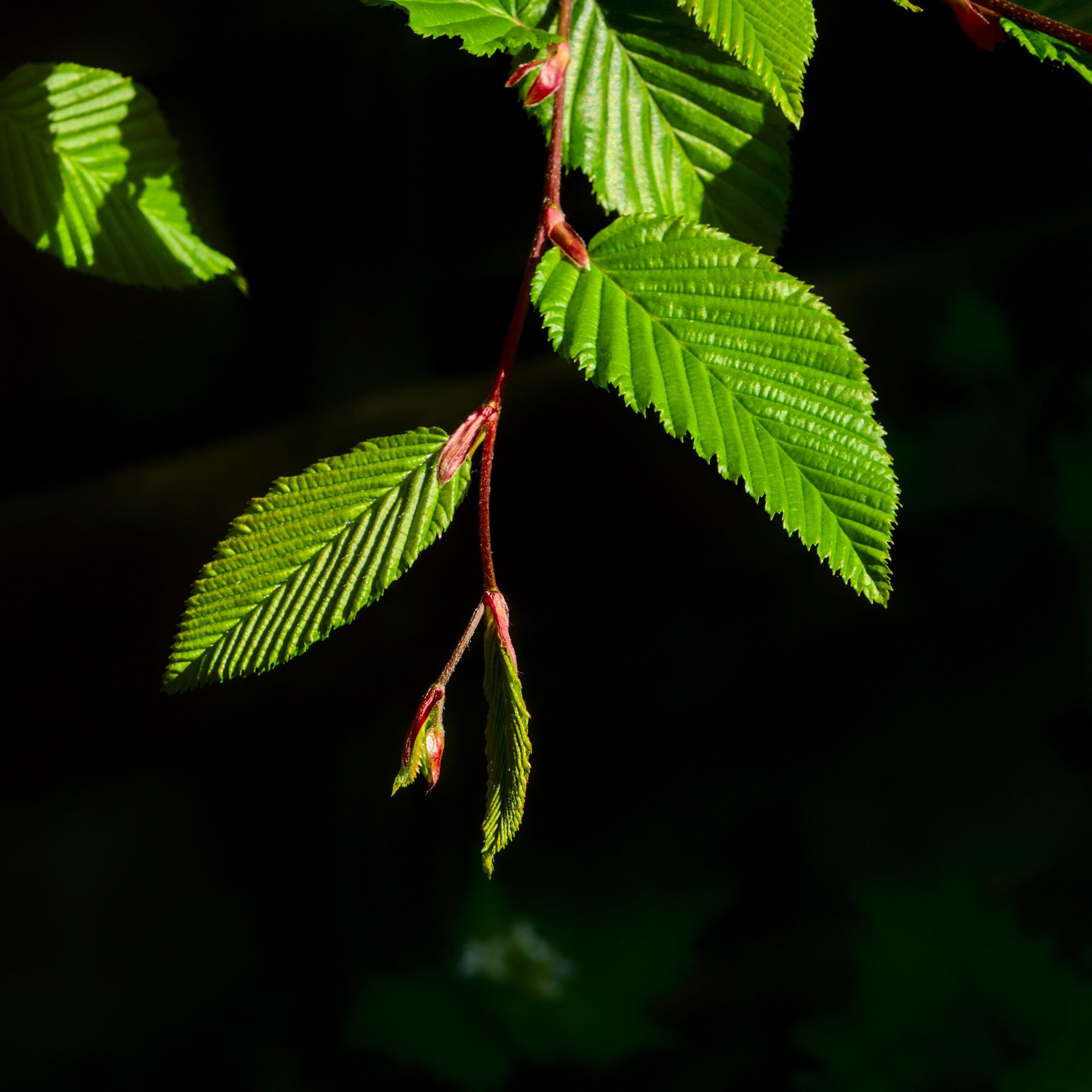 Hornbeam