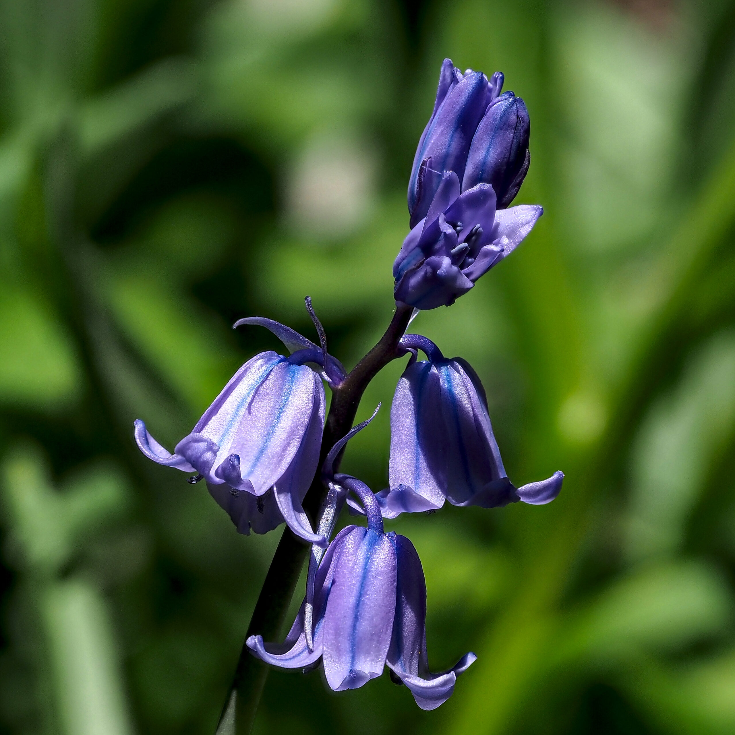 Bluebells