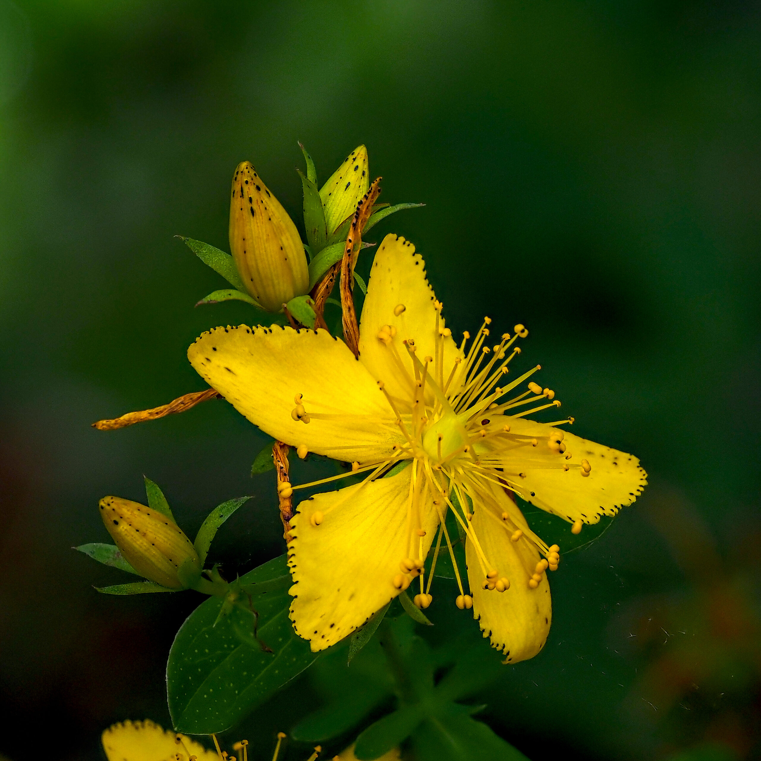 St. John's Wort