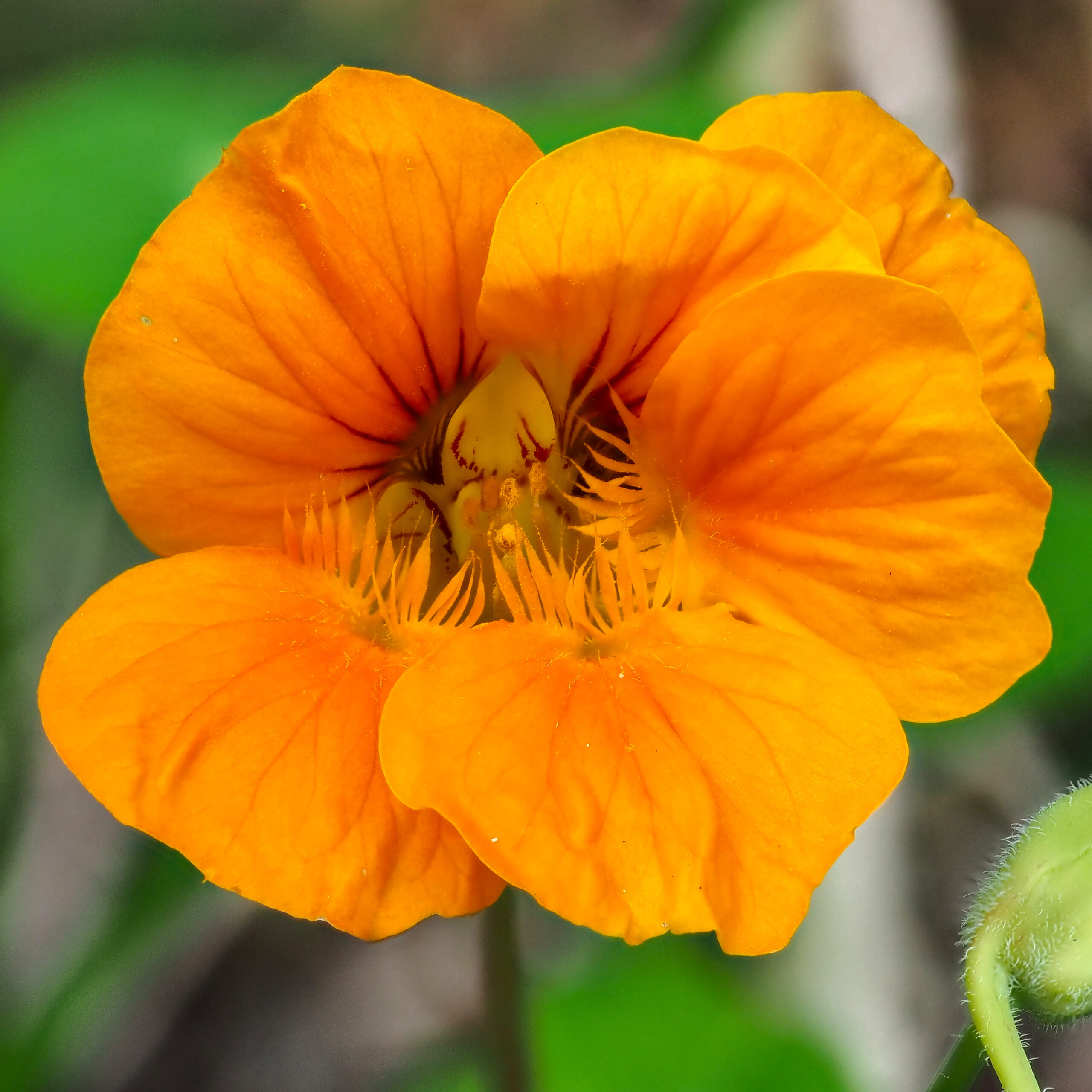 Orange Nasturtium