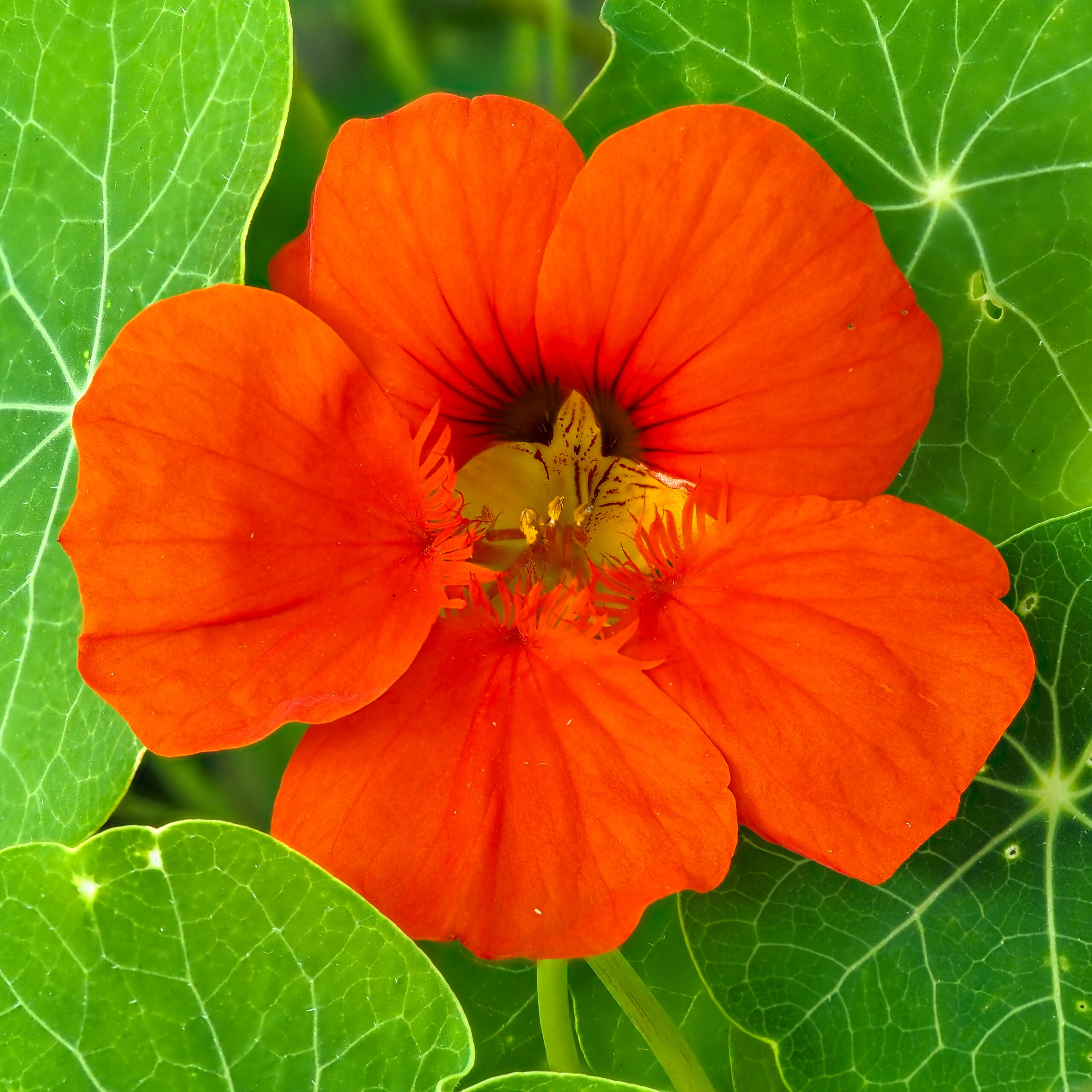 Red Nasturtium