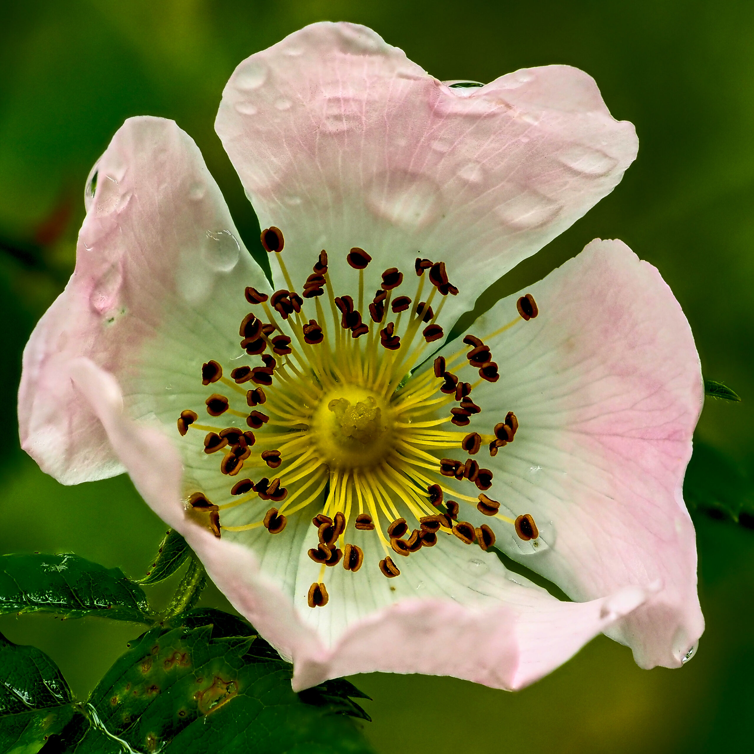 Wild Rose