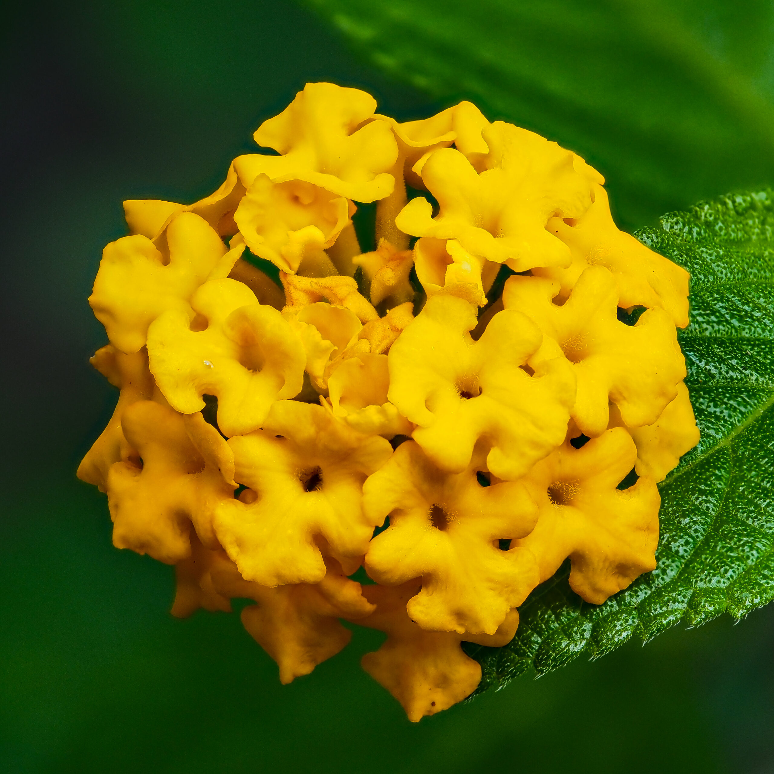 Lantana