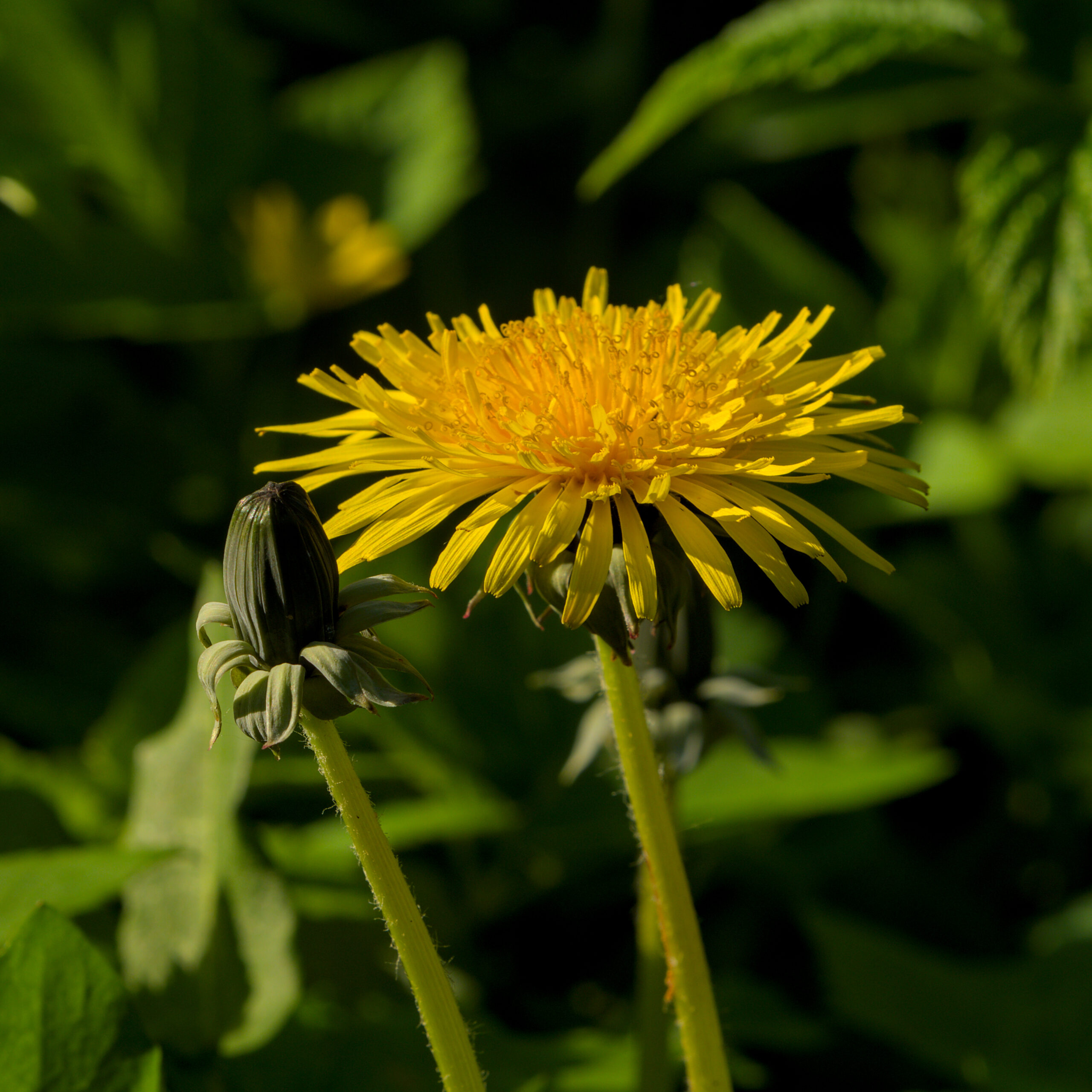 Dandelion