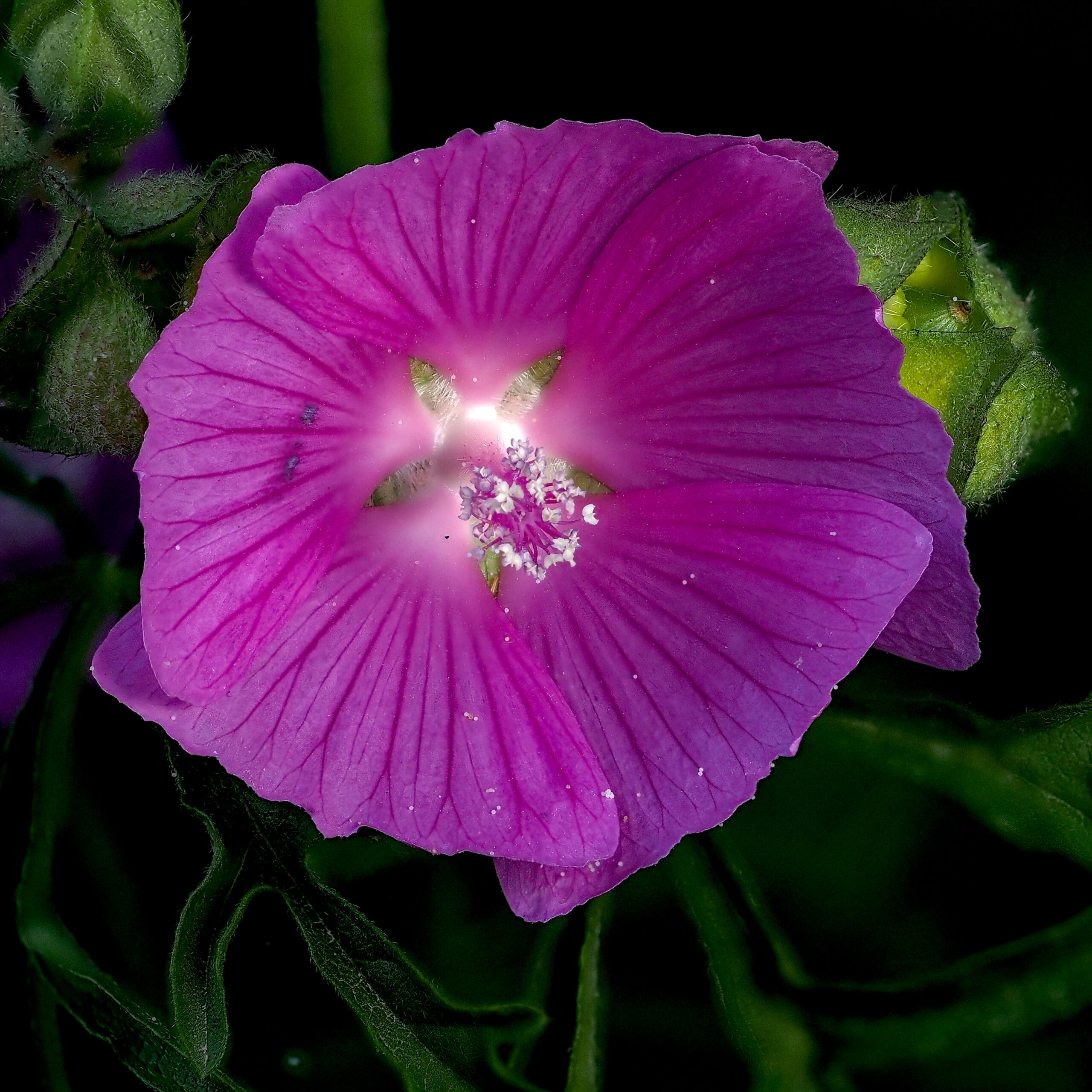 Common Mallow
