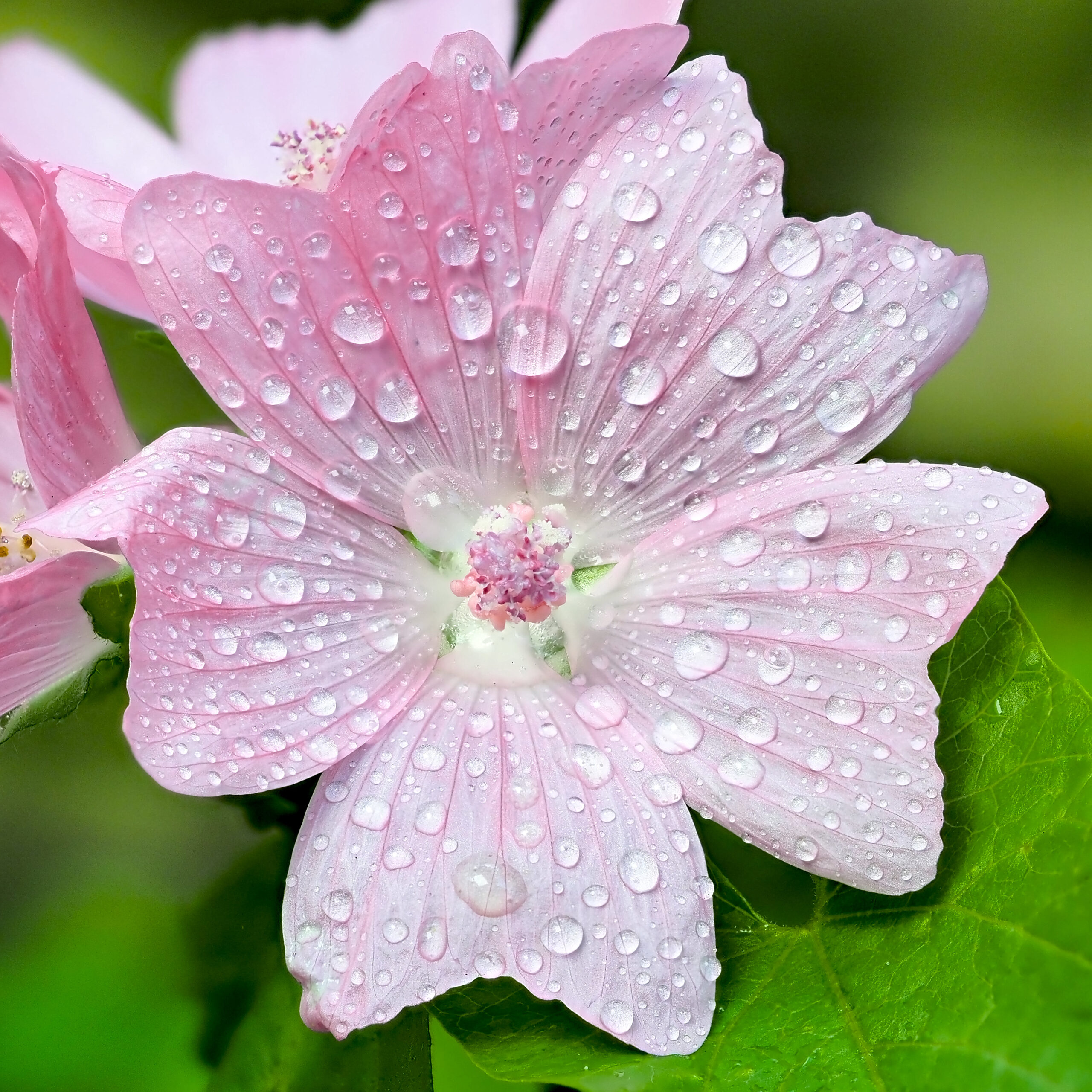 Mallow