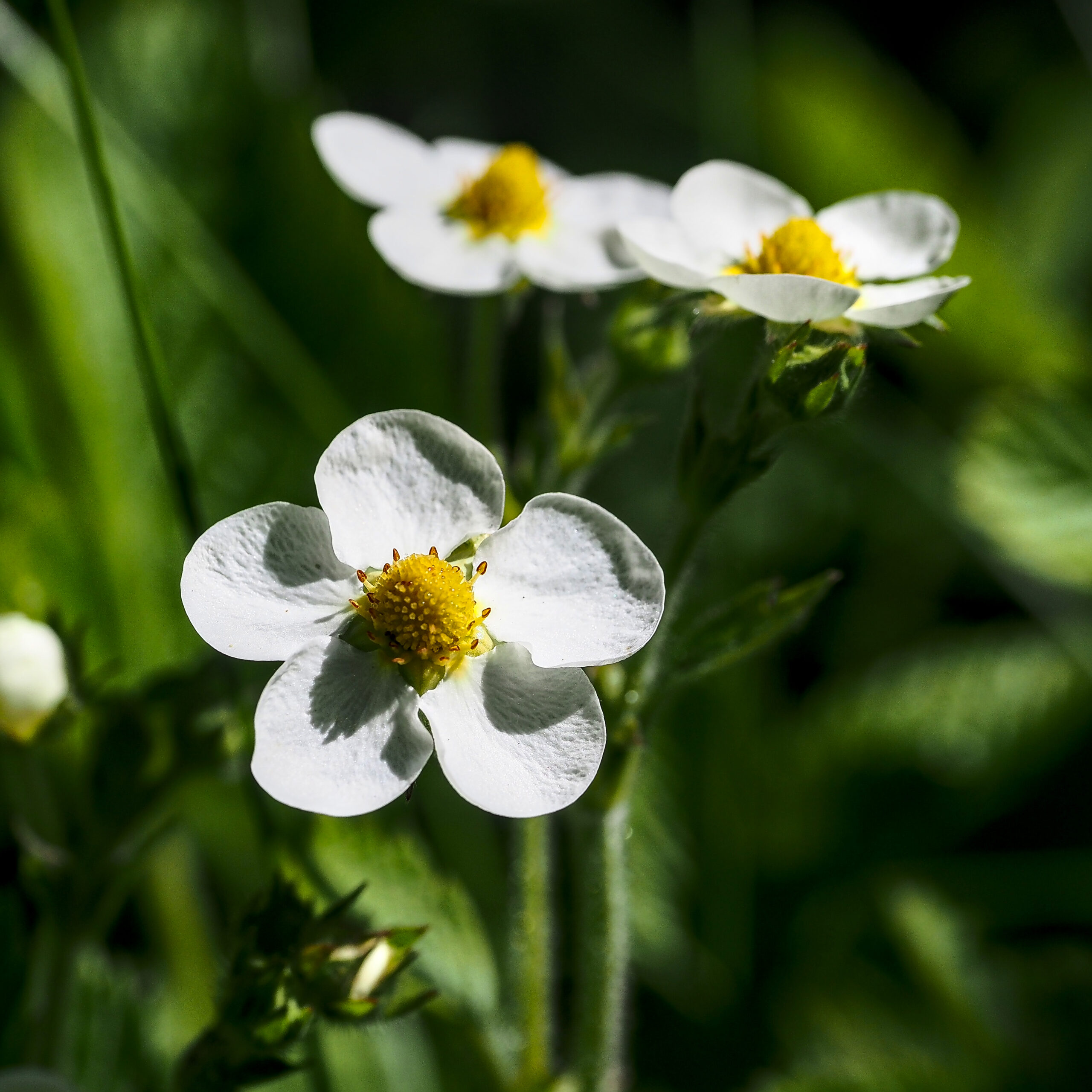 Wild Strawberry Flowers