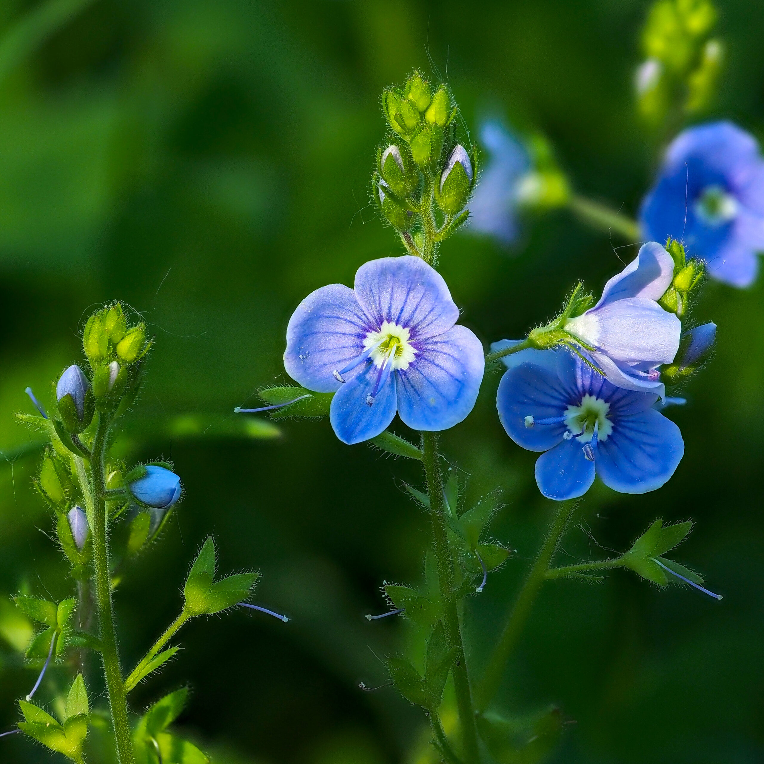 Germander Speedwell