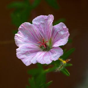 Geranium