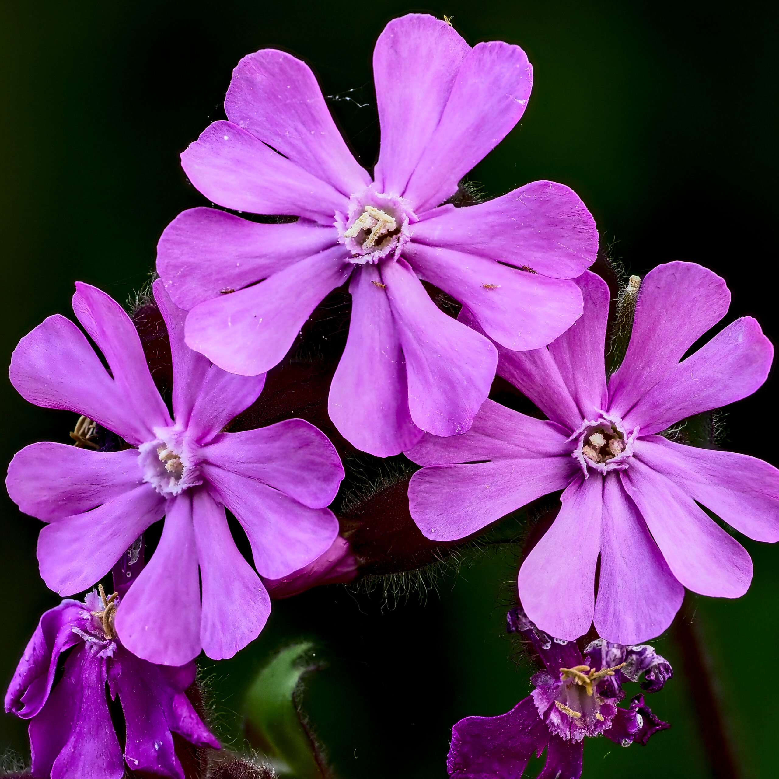 Red Campion