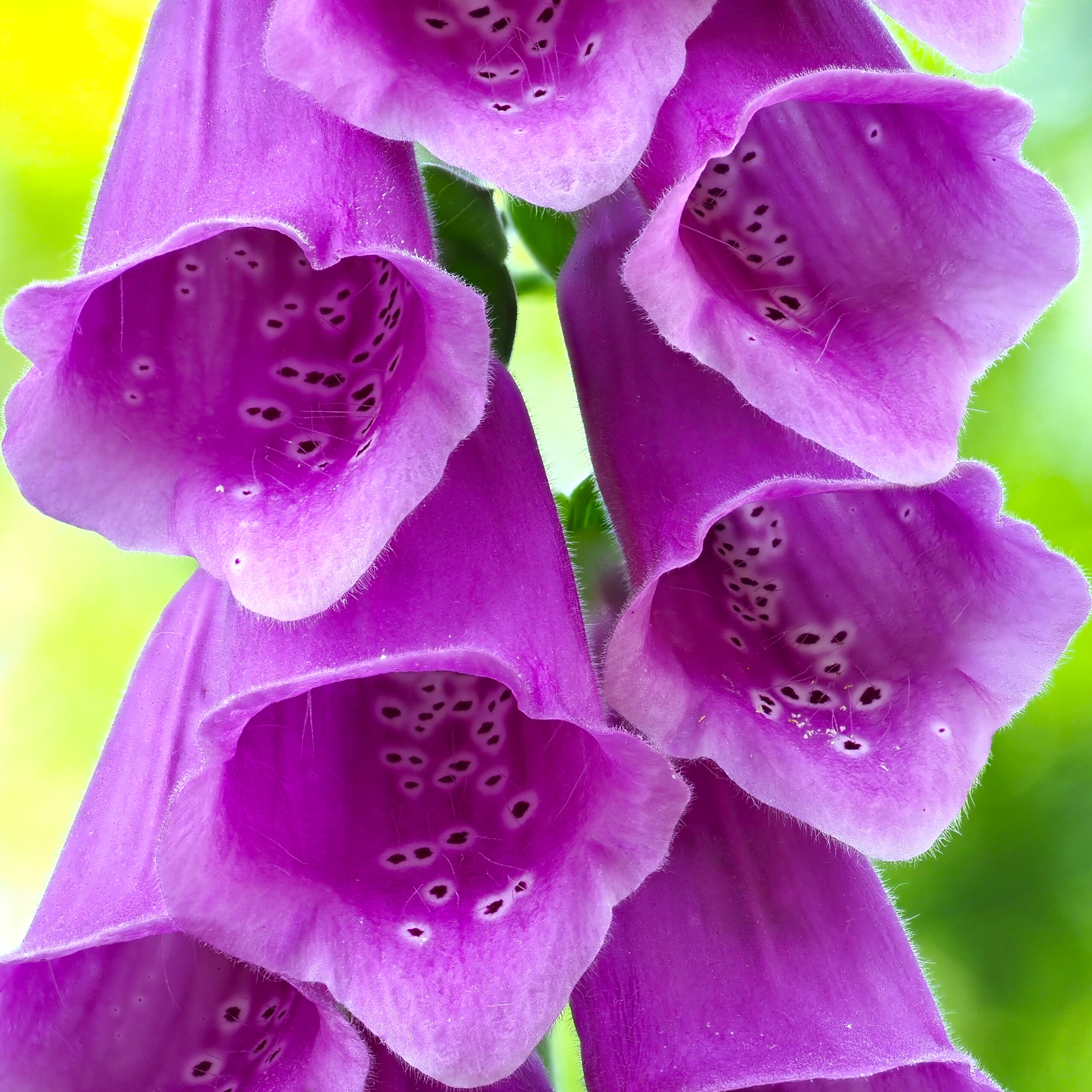 Foxglove