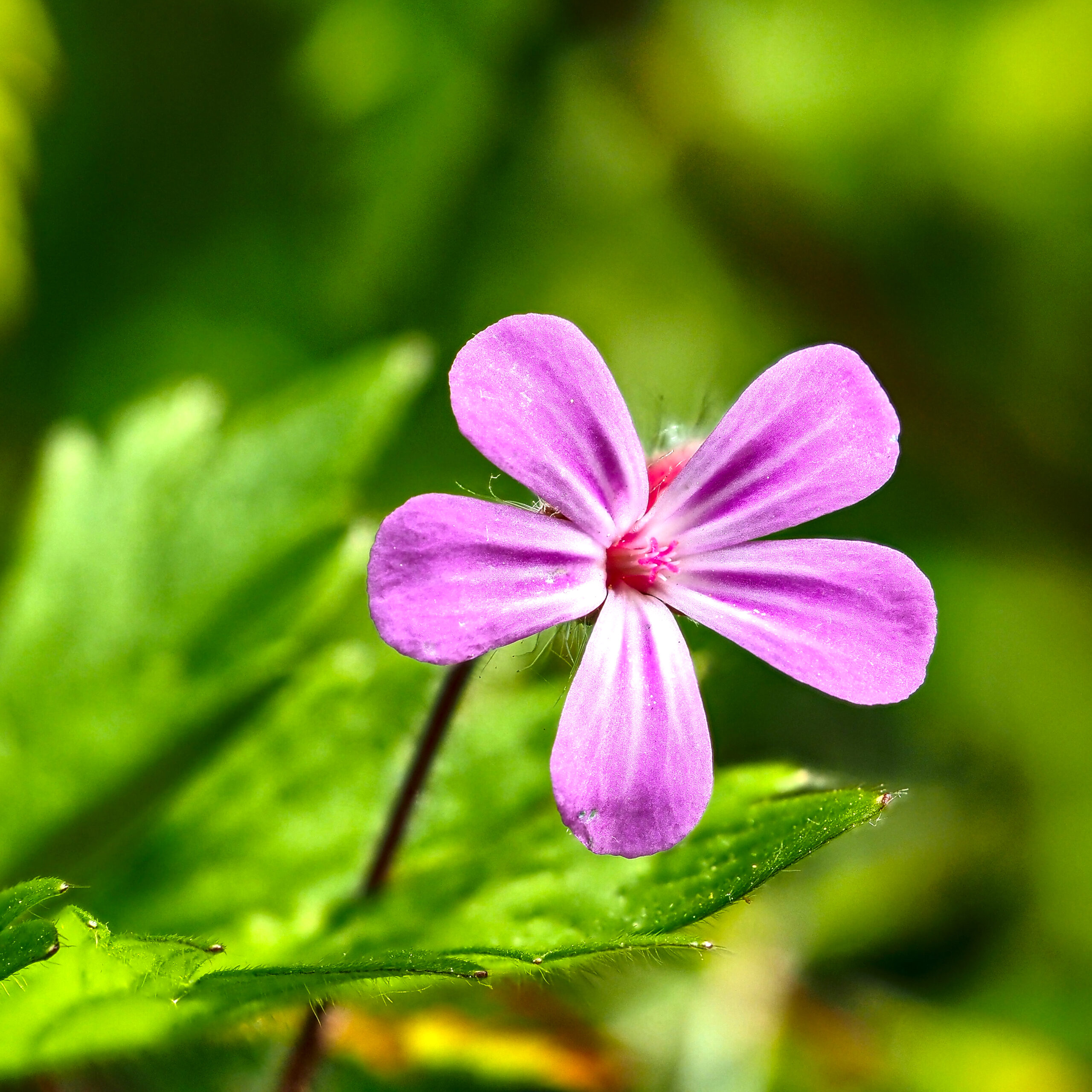 Dove's-Foot Crane's-Bill