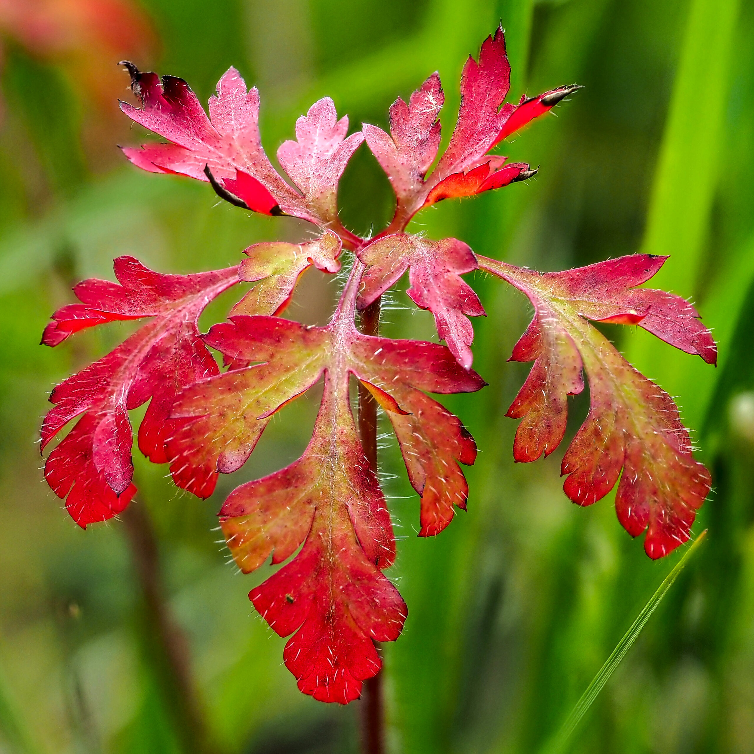 Calandine Poppy