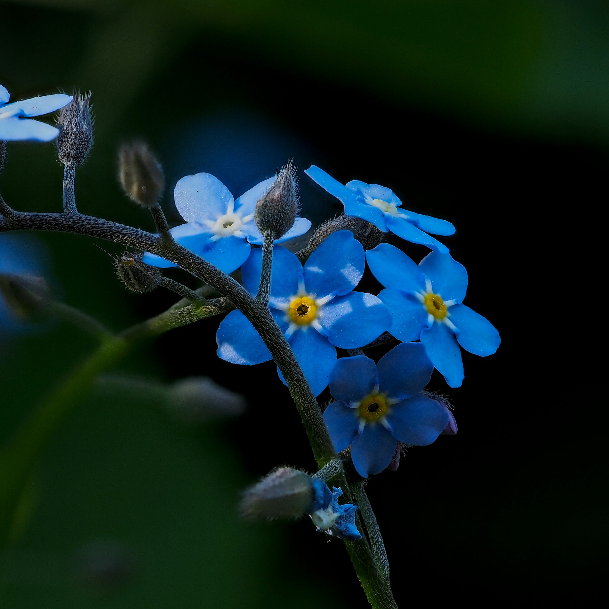 Forget-Me-Not