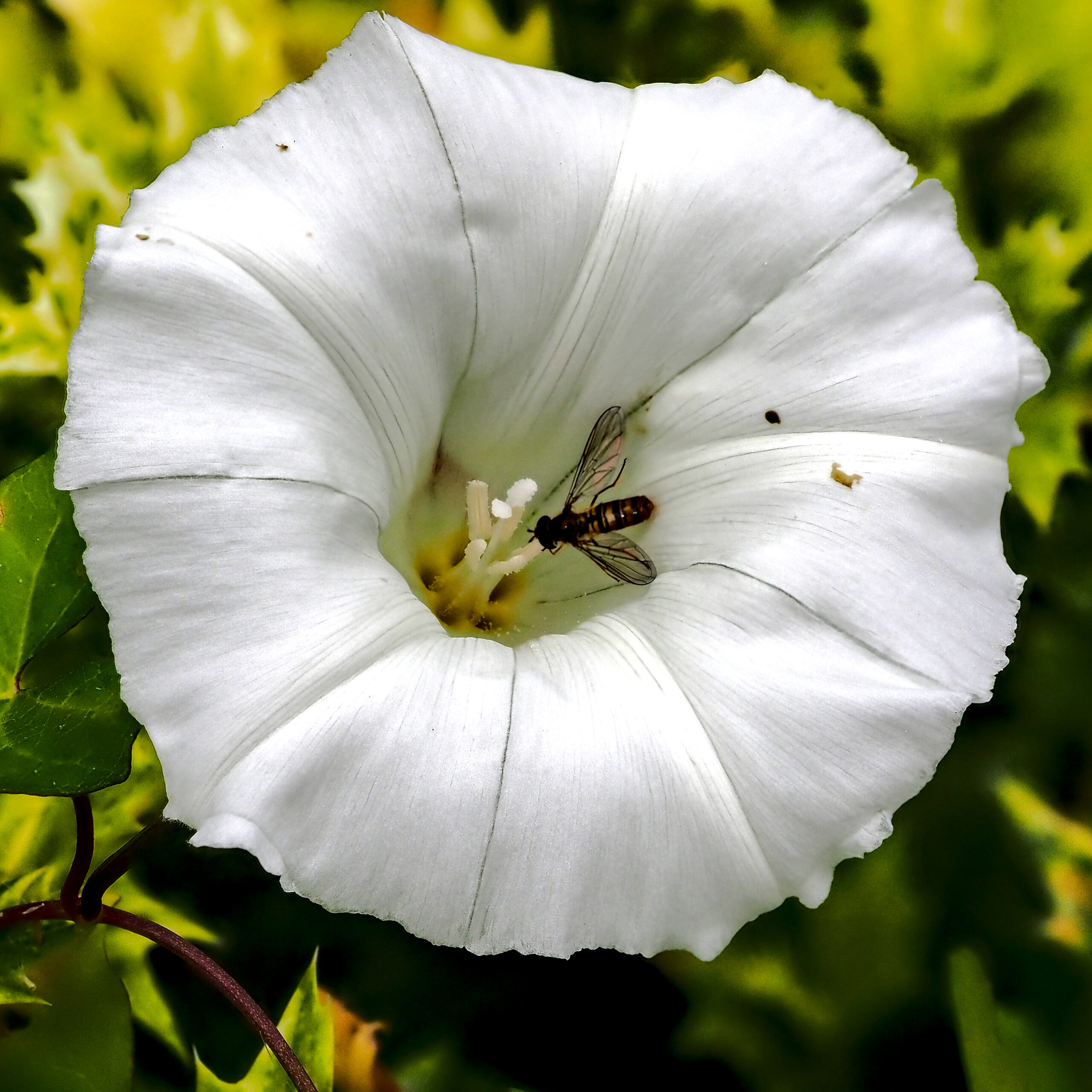 Hedge Bindweed