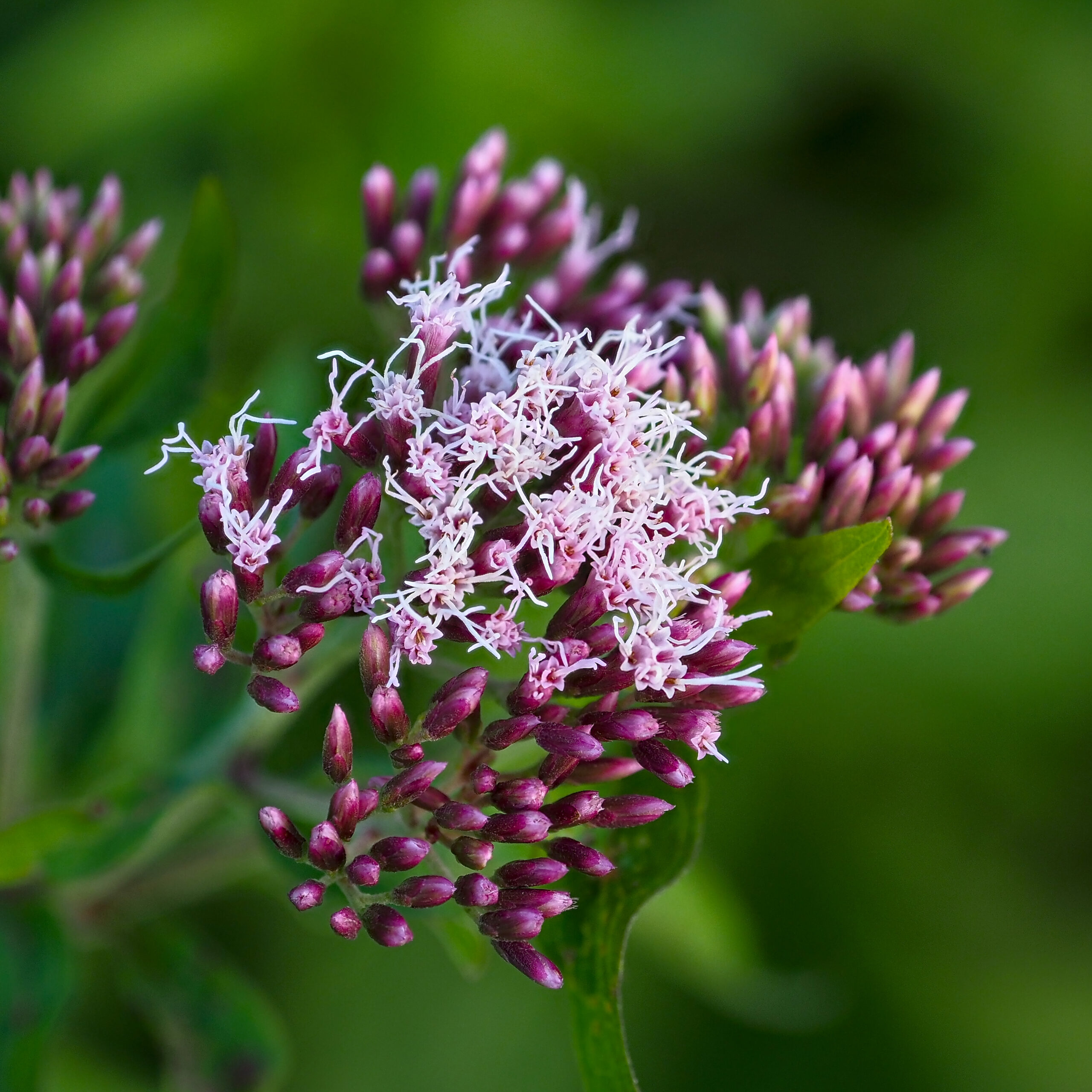 Joe Pye Weed