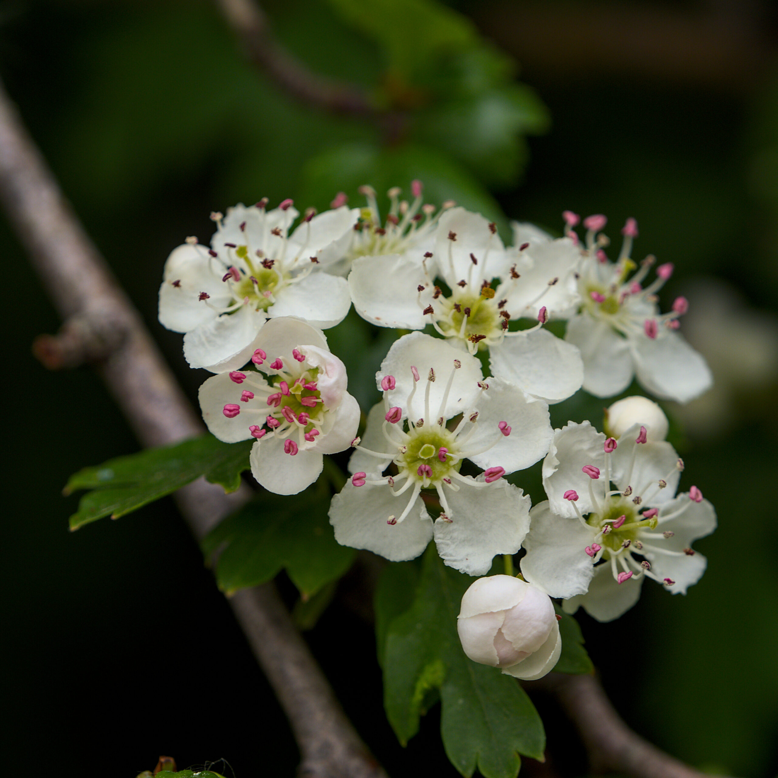 Hawthorn