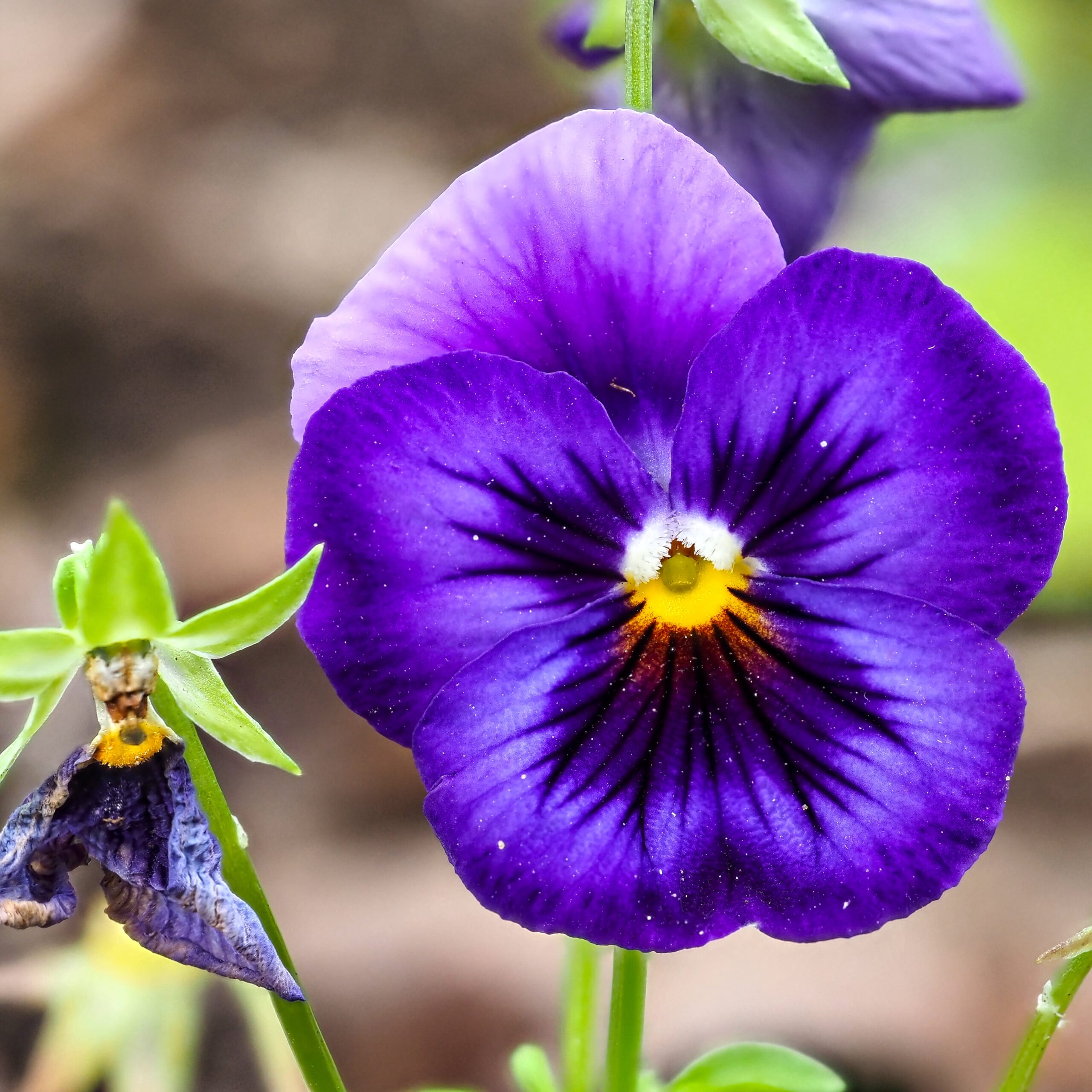 Pansy