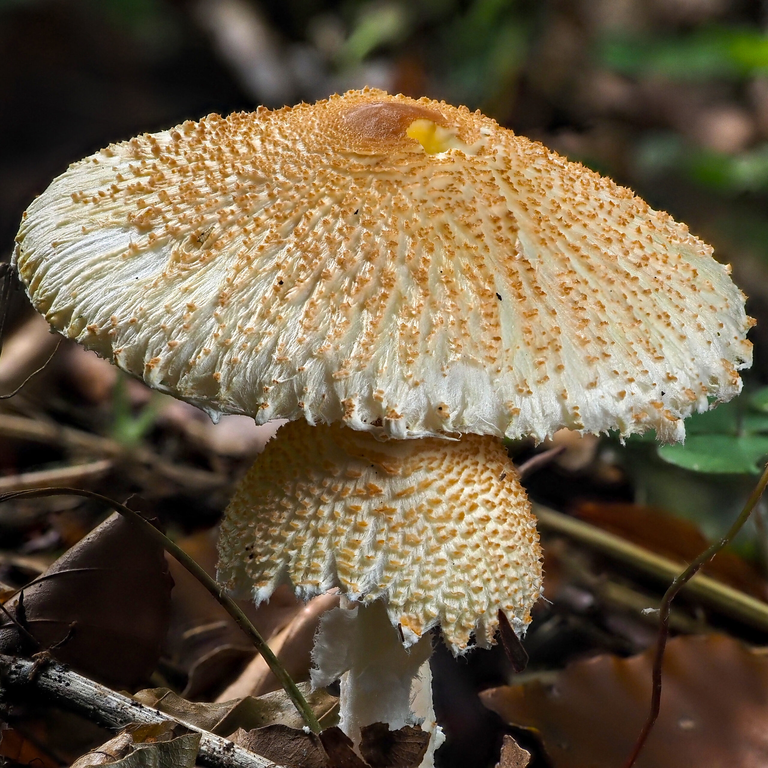 Shaggy Parasol