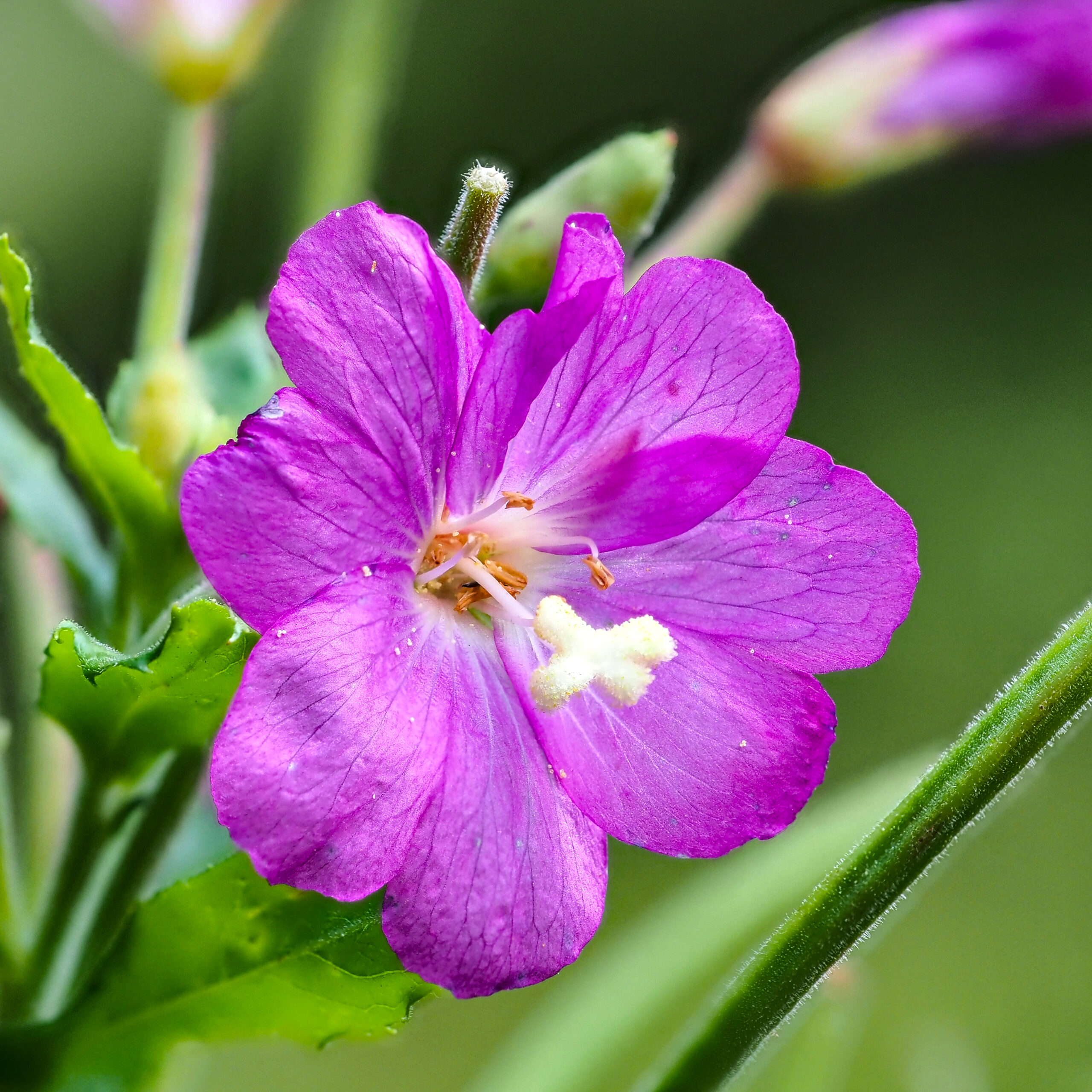 Great Willowherb